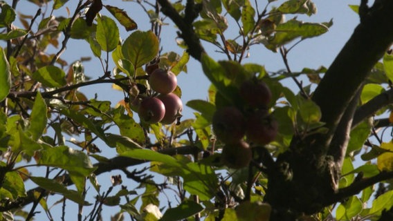 Äpfel hängen an einem Baum © Screenshot 