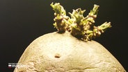 Eine Nahaufnahme einer Kartoffel mit Trieb. © Screenshot 