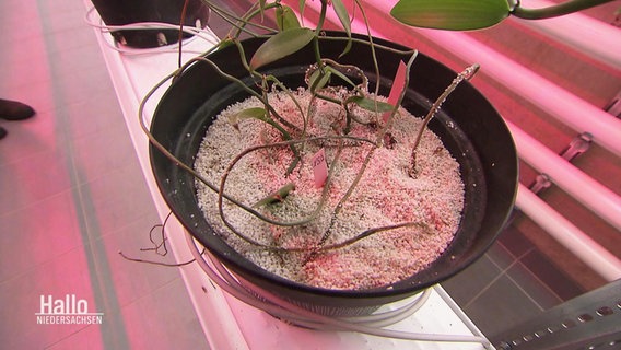 Eine Pfeffer-Pflanze wächst in der Indoor-Farm. © Screenshot 