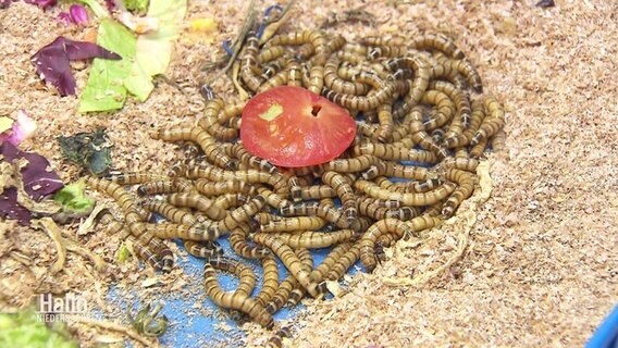 Dutzende Mehlwürmer werden mit einer Tomatenscheibe gefüttert. © Screenshot 