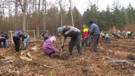Mehrere Menschen graben auf einem Waldstück Löcher, um Bäume einzupflanzen. © Screenshot 