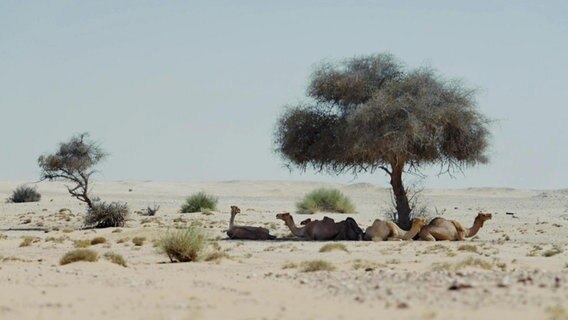 Kamele liegen unter einem Baum in einer kargen Wüstenlandschaft. © Screenshot 