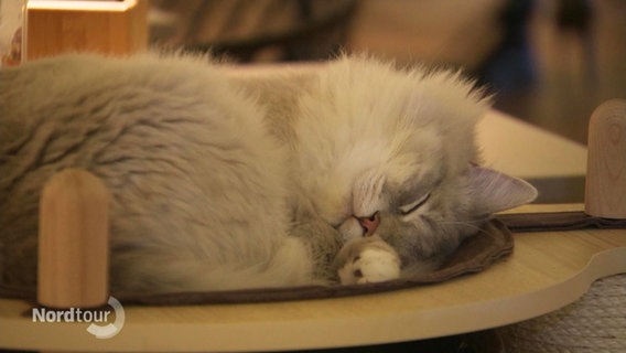 Eine schlafende Katze. © Screenshot 