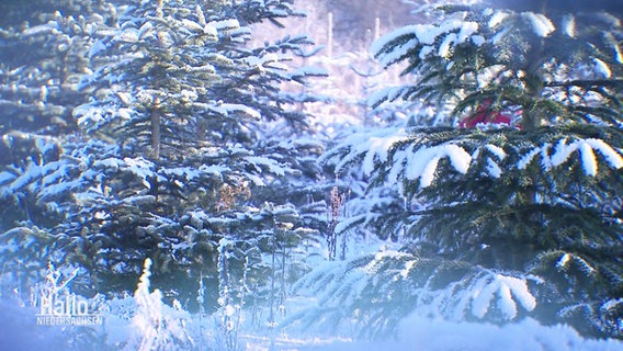 Blick in einen dichten Wald verschneiter Nordmanntannen. © Screenshot 