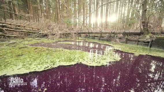 Ein Teich im Wald mit auffallend violett gefärbtem Wasser. © Screenshot 