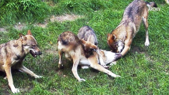 Ein spielendes Wolfsrudel (Bild aus dem Archiv). © Screenshot 