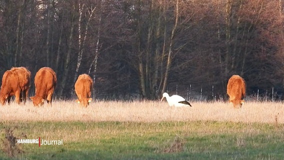 Ein Storch läuft über ein Feld. © Screenshot 