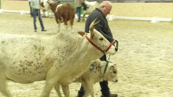 Ein Mann führt eine Kuh mit Kälbchen. © Screenshot 