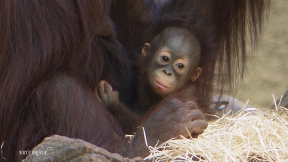 Ein Orang-Utan-Junges sitzt iom Schoß eines Eltern-Tiers. © Screenshot 