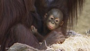 Ein Orang-Utan-Junges sitzt iom Schoß eines Eltern-Tiers. © Screenshot 