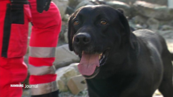Ein Hund der Rettungshundestaffel Hamburg © Screenshot 