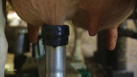 Eine Kuh wird von einem Melkroboter gemolken. © Screenshot 