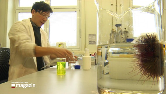 Klimaforscher Dr. Marian Hu möchte mit Hilfe von Seeigeln herausfinden, wie die Natur aus CO2 Kalk macht. © Screenshot 
