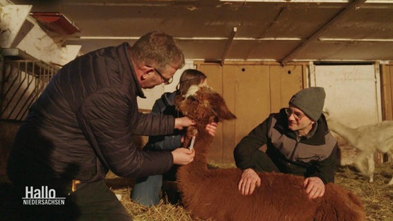 Der Tierarzt Christian Harke bei der Behandlung eines Alpacas © Screenshot 