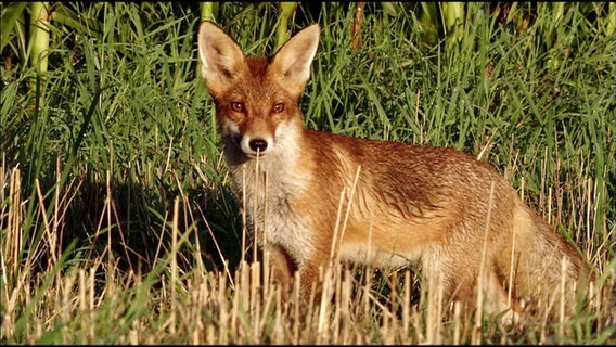 Ein Rotfuchs steht auf einer Wiese © Screenshot 