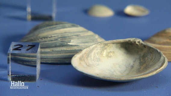 Muscheln werden im Museum ausgestellt. © Screenshot 