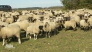 Eine Herde Schafe © Screenshot 