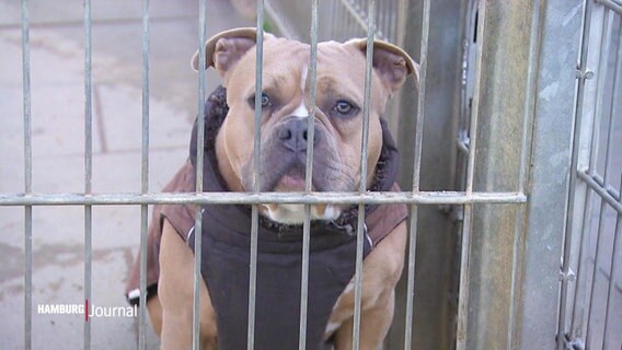 Ein Hund hinter Gittern. © Screenshot 