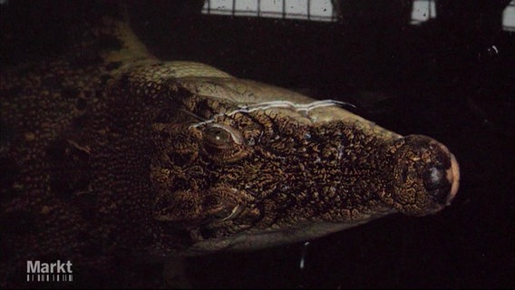 Ein Krokodil im Wasser © Screenshot 