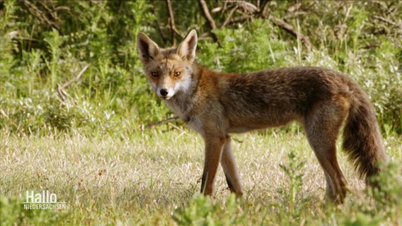 Ein Fuchs steht auf einer Wiese © Screenshot 