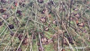 Ein Foto von umgestürzten Fichten, zur Verfügung gestellt vom Forstamt Poggendorf © Screenshot 