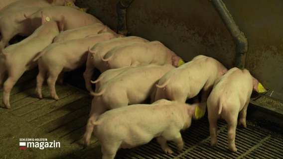 Kleine Ferkel in einem Stall. © Screenshot 