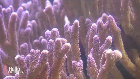 Korallen in einem Aquarium. © Screenshot 