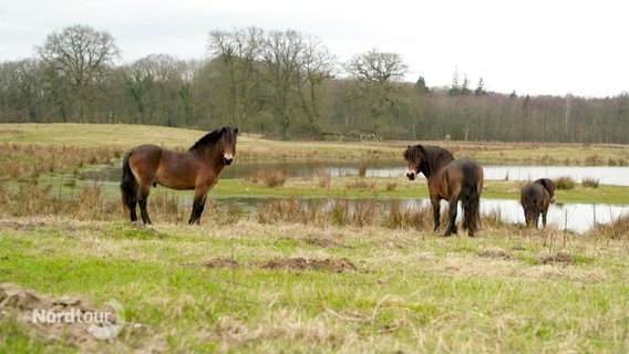 Drei braune Pferde stehen auf einer Wiese, im Hintergrund sind zwei kleine Seen. © Screenshot 