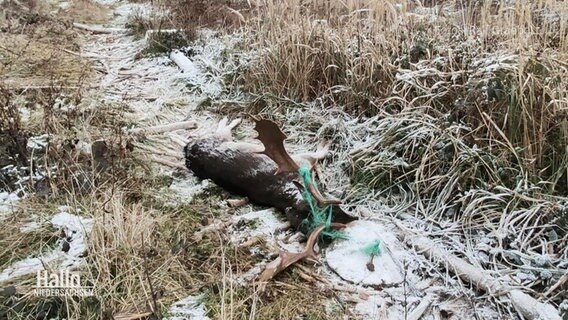 Ein toter Hirsch liegt im Wald © Screenshot 