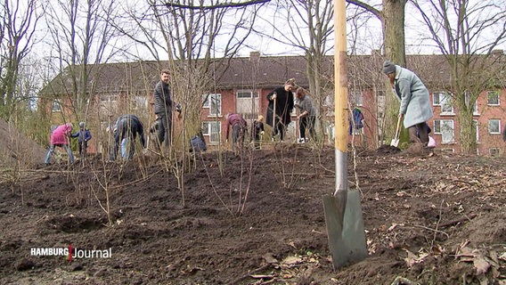 In Hamburg sollen dank eines neuen Konzepts aus Japan in den kommenden Jahren über 100.000 neue Bäume gepflanzt werden und so die Luft- und Temperatursituation in der Stadt verbessern. © Screenshot 