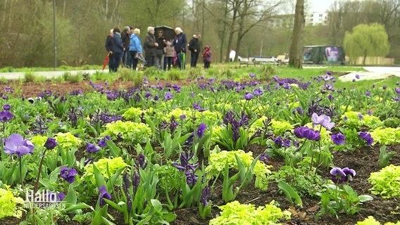 Blumen auf dem Gelände der Landesgartenschau in Bad Gandersheim © Screenshot 