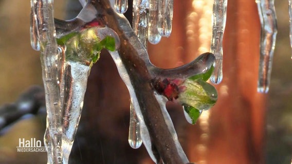 Eine gefrorene Wasserschicht kann Knospen und Triebe tatsächlich for Frostschäden schützen. © Screenshot 