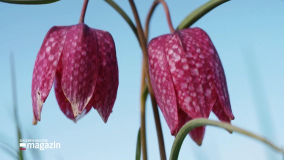 Zwei herabhängende Blumenköpfe der Schachblume. Zwei verschiedene Rottöne wechseln sich ab und verleihen ihr das namensgebende Schachbrettmuster. © Screenshot 
