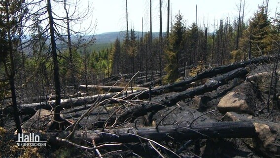 Verkohlte Bäume in einem Waldstück am Brocken. © Screenshot 