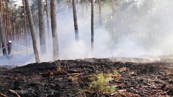 Die Folgen eines Waldbrandes. © Screenshot 