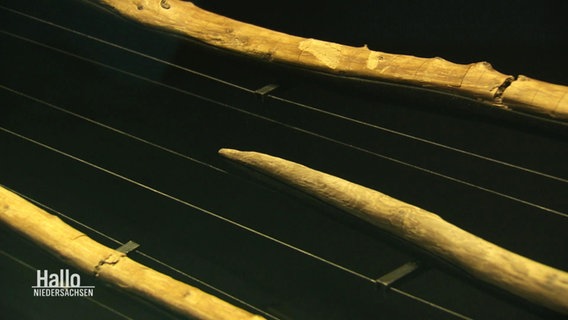 Drei altertümliche Holzspeere liegen in einem Aussstellungskasten. © Screenshot 