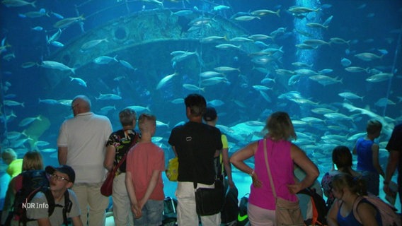 Besucher*innen des Ozeaneum stehen vor einem riesigen Aquarium. © Screenshot 