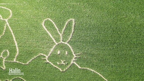 Blick von oben auf ein Maisfeld in das das Muster eines Hasenkopfes hineingeschnitten wurde. © Screenshot 