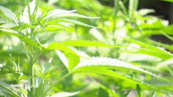 Cannabis-Pflanzen. © Screenshot 