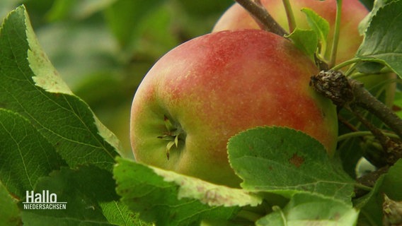 Ein Apfel in Nahaufnahme © Screenshot 