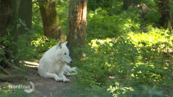Ein weißer Wolf liegt in einem Wald. © Screenshot 