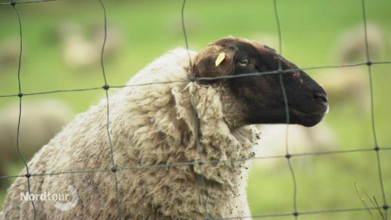 Ein Schaf steht hinter einem Zaun. © Screenshot 