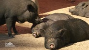 Mehrere Schweine mit schwarzem Fell liegen beisammen. © Screenshot 