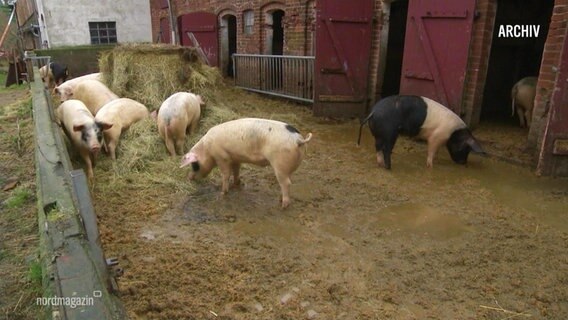 Mehrere Schweine stehen im Außenbereich eines Stalls. © Screenshot 