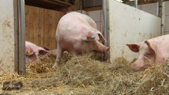 Schweine auf Stroh in einem Stall. © Screenshot 