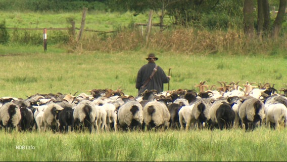 Ein Schäfer mit seiner Herde. © Screenshot 