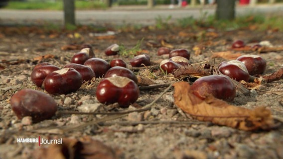 Kastanien auf dem Boden. © Screenshot 