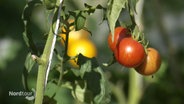 An einem Strauch hängen Tomaten. © Screenshot 