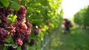 Blick durch einen Gang zwischen Weinreben: Im Vordergrund hängen Weintrauben, im Hintergrund ernten Menschen. © Screenshot 