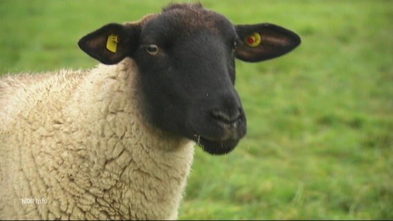 Ein Schaf mit schwarzem Kopf. © Screenshot 